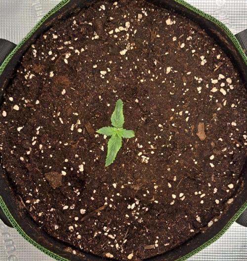 Purple Bananas spotted on Mars. Week 1 - Day 7