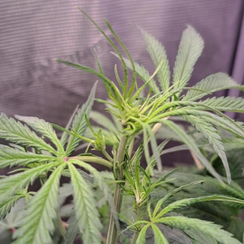 Permanent Jealousy XL Auto. Week 5