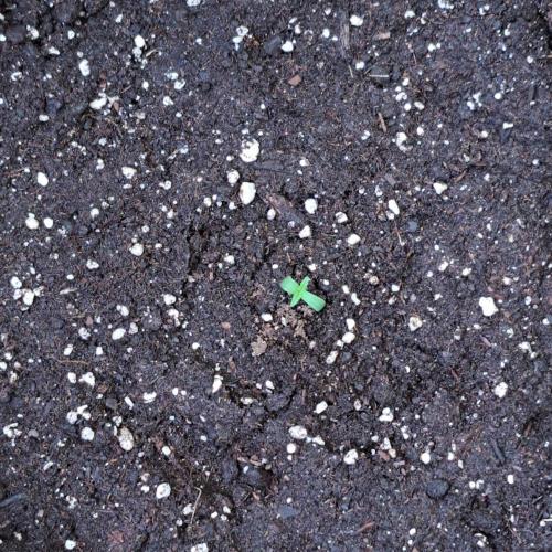 Super Boof on Earth. Week 1 - Day 2