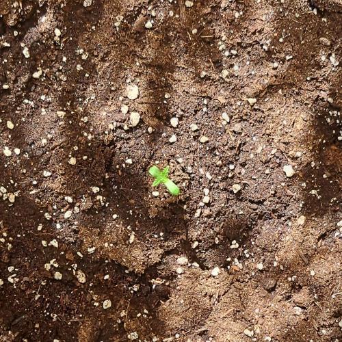 Super Boof on Earth. Week 1 - Day 3