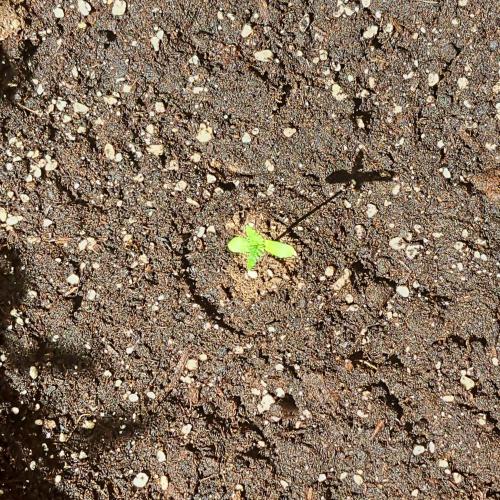 Super Boof on Earth. Week 1 - Day 4