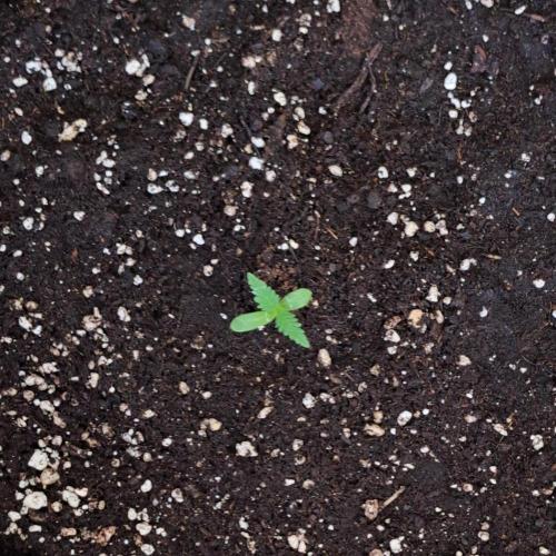 Super Boof on Earth. Week 1 - Day 6