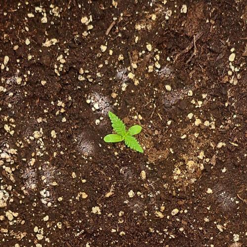 Super Boof on Earth. Week 1 - Day 7