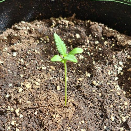 Super Boof on Earth. Week 1 - Day 7