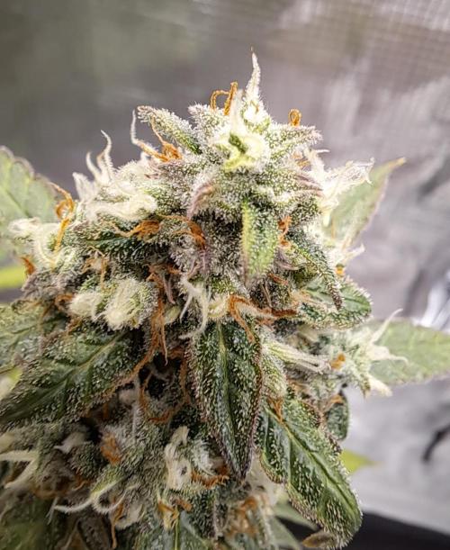 Fruity Skittlez for Saturn. Week 10 - Day 68