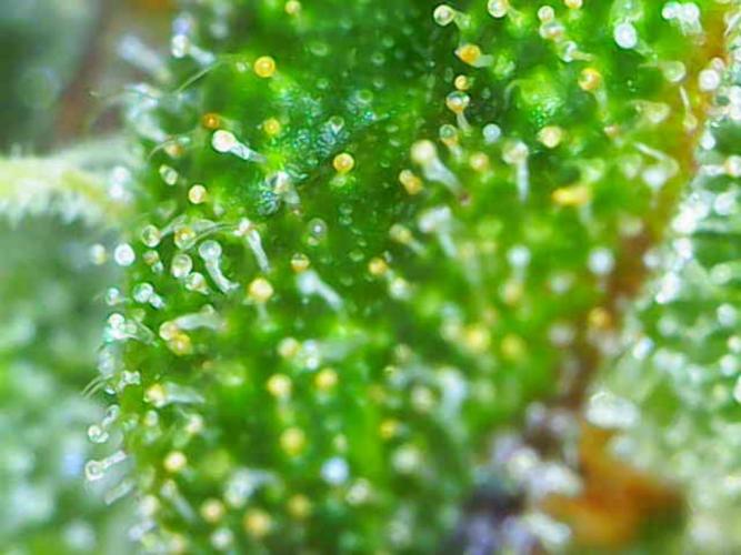 Fruity Skittlez for Saturn. Week 10 - Day 68