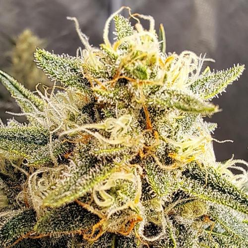 Studio 54 Stardust Auto. Week 8