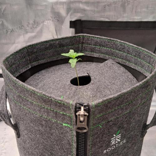 Banana on the Roots for Saturn. Week 2 - Day 8