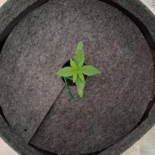 Banana on the Roots for Saturn. Week 2 - Day 9