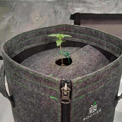 Banana on the Roots for Saturn. Week 2 - Day 9