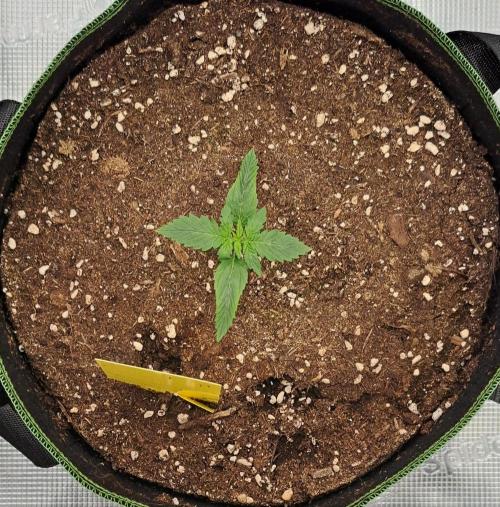 Purple Bananas spotted on Mars. Week 2 - Day 9
