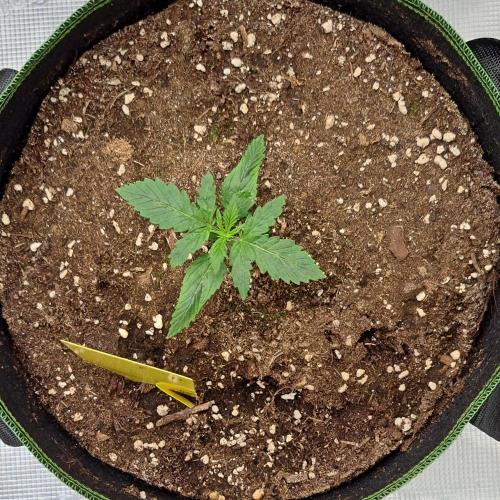 Purple Bananas spotted on Mars. Week 2 - Day 10