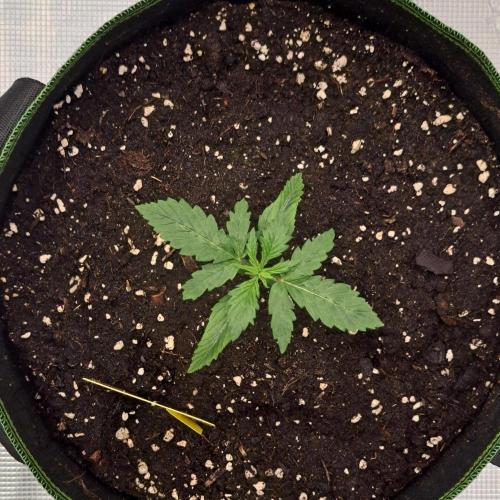 Purple Bananas spotted on Mars. Week 2 - Day 11