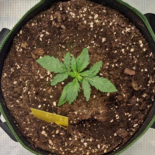 Purple Bananas spotted on Mars. Week 2 - Day 12