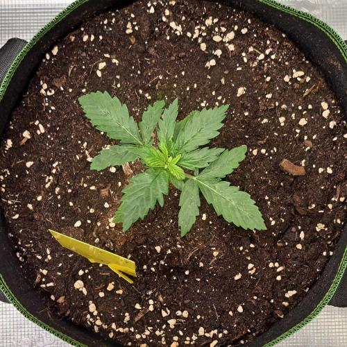 Purple Bananas spotted on Mars. Week 2 - Day 13