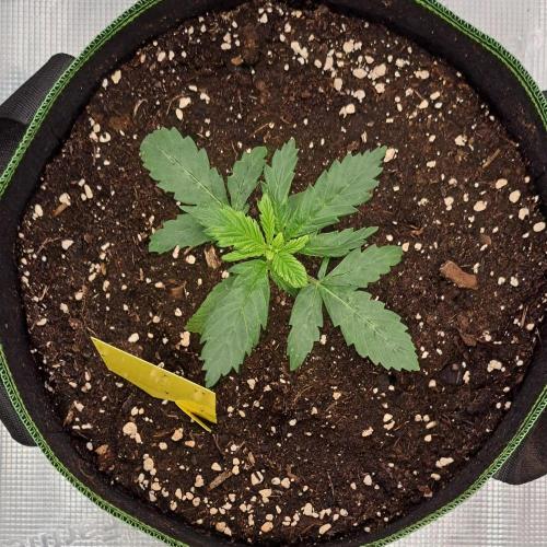 Purple Bananas spotted on Mars. Week 2 - Day 14