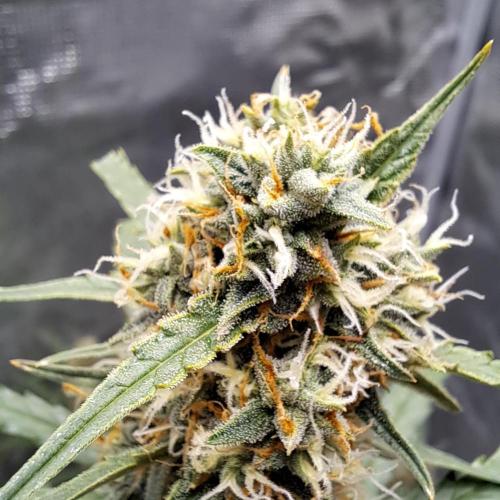 Break-Up Cake Auto. Week 8