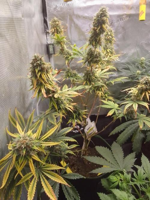 Are there Northern Lights on Mars?. Week 11 - Day 71