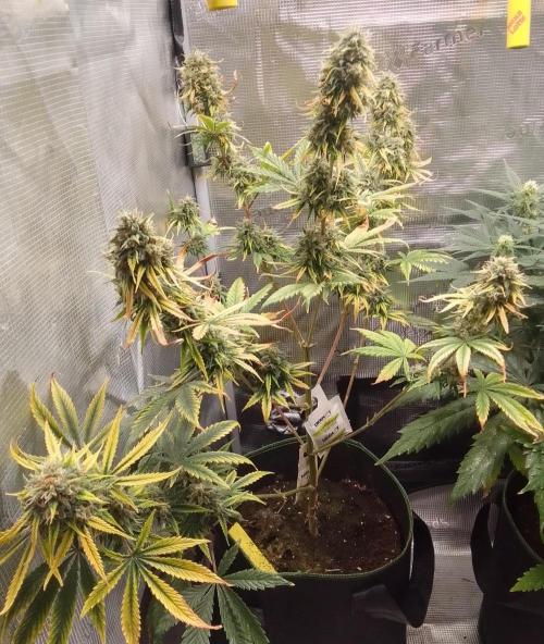Are there Northern Lights on Mars?. Week 11 - Day 72