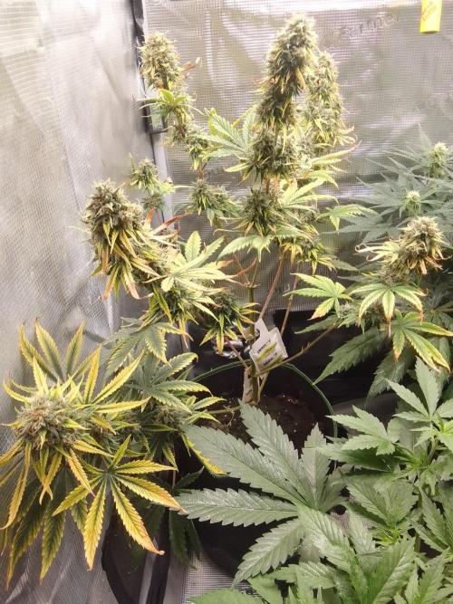 Are there Northern Lights on Mars?. Week 11 - Day 73