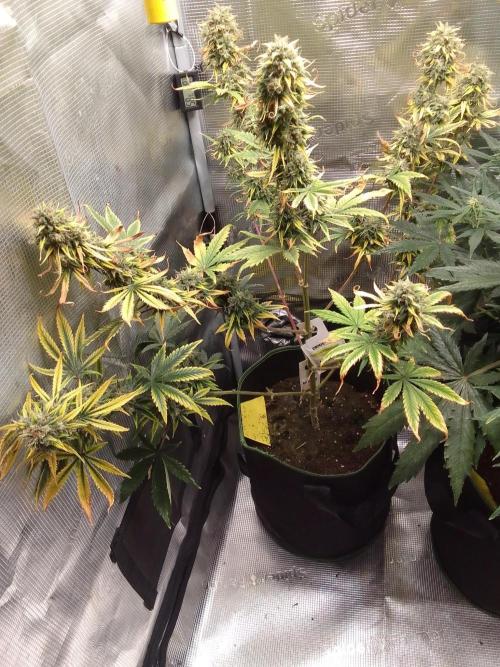 Are there Northern Lights on Mars?. Week 11 - Day 74