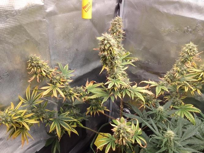 Are there Northern Lights on Mars?. Week 11 - Day 75