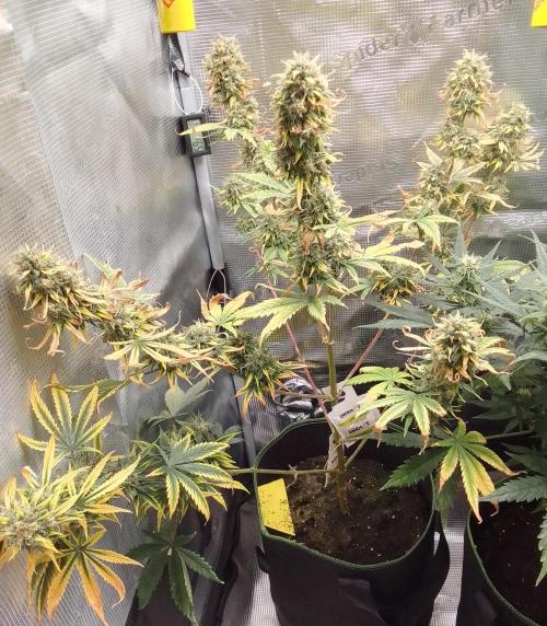 Are there Northern Lights on Mars?. Week 11 - Day 76