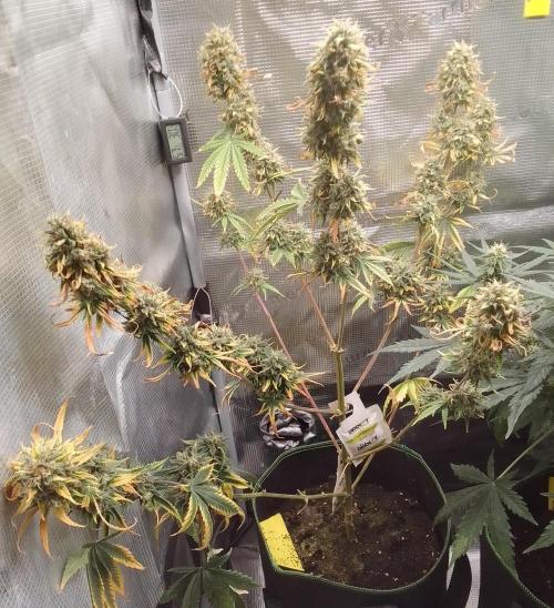 Are there Northern Lights on Mars?. Week 11 - Day 77
