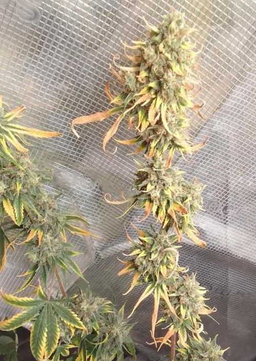 Are there Northern Lights on Mars?. Week 11 - Day 77