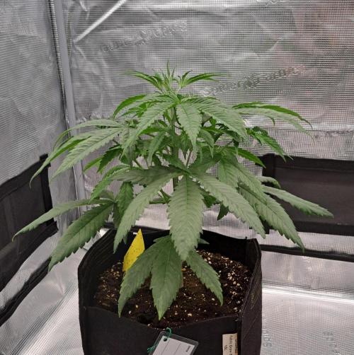 Red Velvet on Venus. Week 5 - Day 29