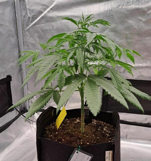 Red Velvet on Venus. Week 5 - Day 30
