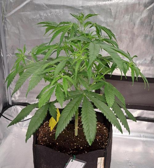 Red Velvet on Venus. Week 5 - Day 31