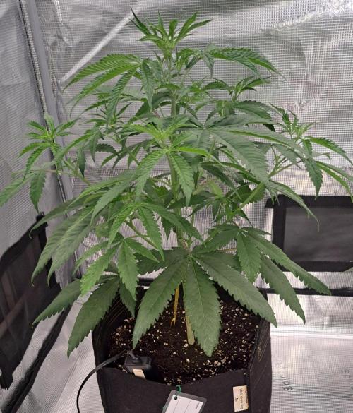 Red Velvet on Venus. Week 5 - Day 32