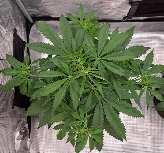 Red Velvet on Venus. Week 5 - Day 33