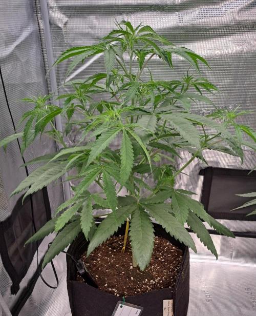 Red Velvet on Venus. Week 5 - Day 33