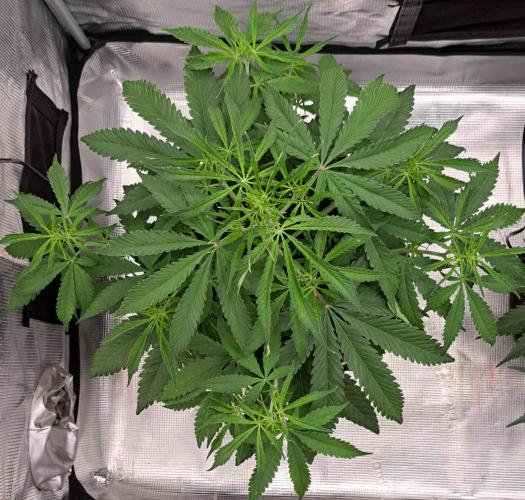 Red Velvet on Venus. Week 5 - Day 34