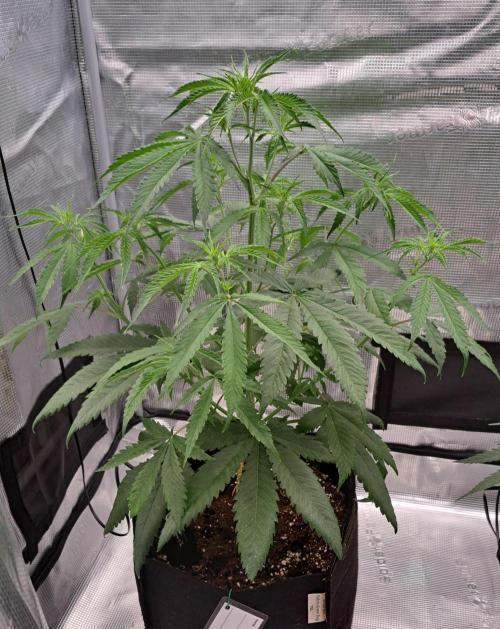 Red Velvet on Venus. Week 5 - Day 34