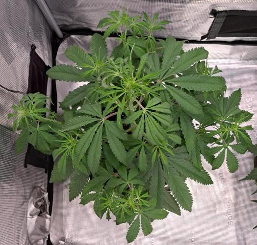 Red Velvet on Venus. Week 5 - Day 35