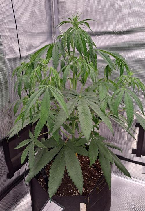 Red Velvet on Venus. Week 5 - Day 35
