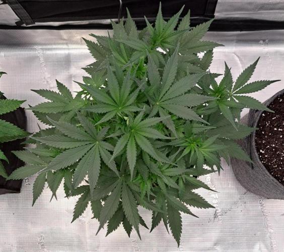 A tropical twist on Venus. Week 5 - Day 30