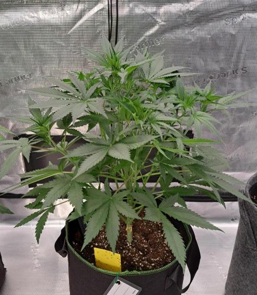 A tropical twist on Venus. Week 5 - Day 30