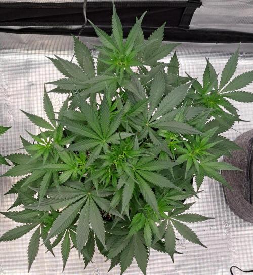A tropical twist on Venus. Week 5 - Day 31