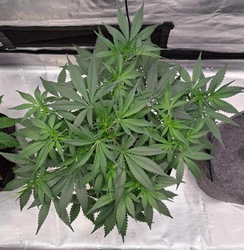 A tropical twist on Venus. Week 5 - Day 33