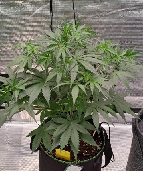 A tropical twist on Venus. Week 5 - Day 33