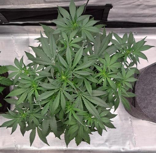 A tropical twist on Venus. Week 5 - Day 34