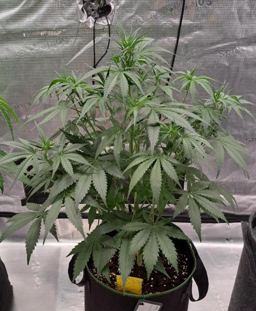 A tropical twist on Venus. Week 5 - Day 34