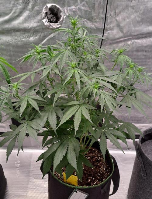 A tropical twist on Venus. Week 5 - Day 35