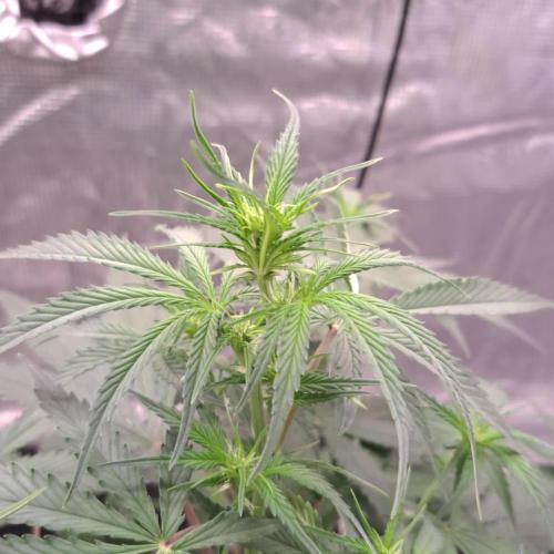 A tropical twist on Venus. Week 5 - Day 35