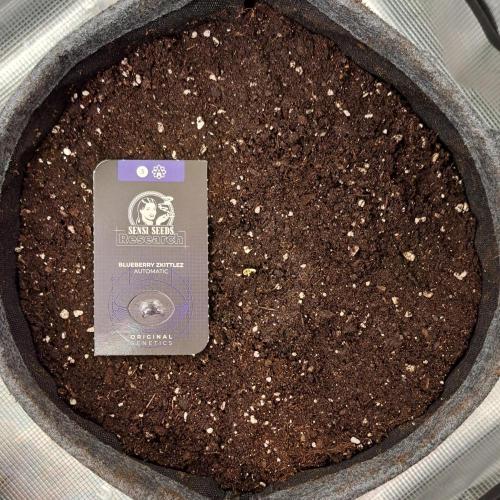 Berry Blues on the Roots vor Venus. Week 0 - Day 0