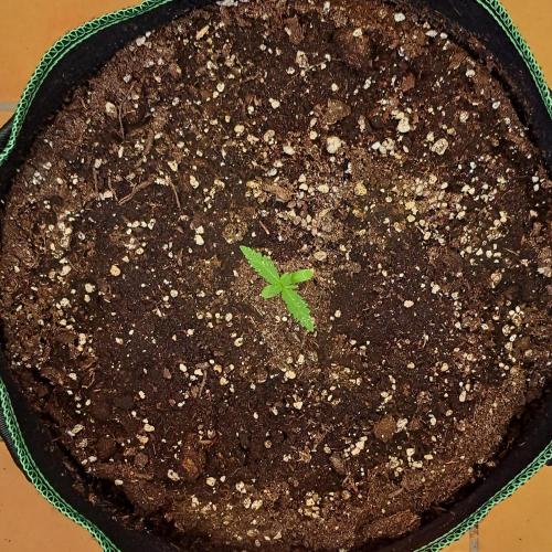 Super Boof on Earth. Week 2 - Day 9